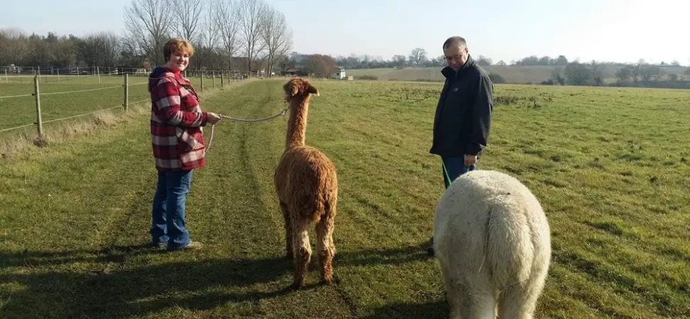 Alpaca Walking Suffolk