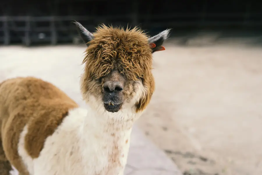 Alpaca Walks UK