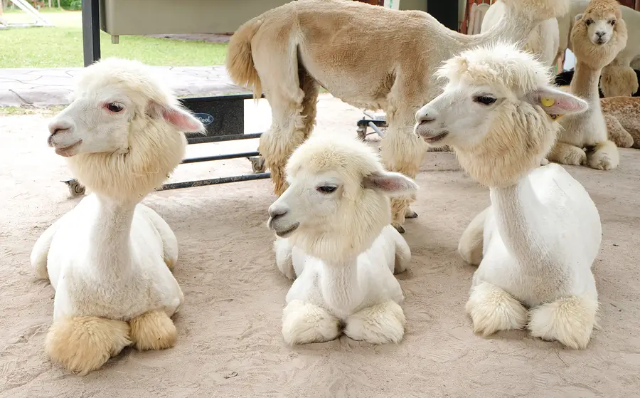 Alpaca Farms UK