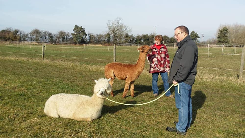 Alpaca Walking Suffolk