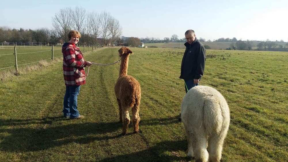 Alpaca Walking Suffolk